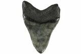 Fossil Megalodon Tooth - South Carolina #196899-2